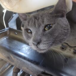 Gato preso em motor de carro mobiliza oficina e Corpo de Bombeiros em Garça