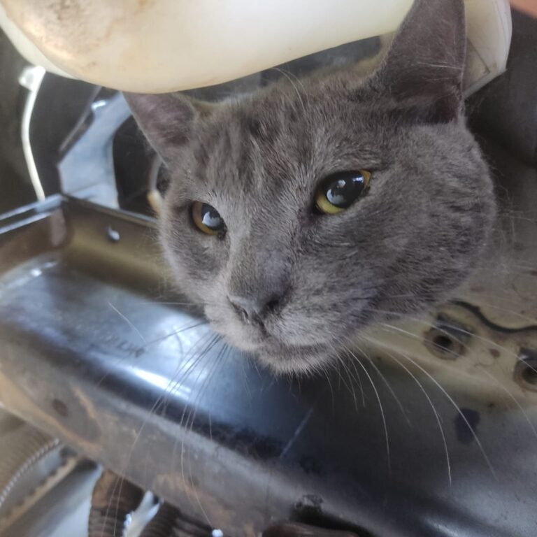 Gato preso em motor de carro mobiliza oficina e Corpo de Bombeiros em Garça