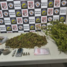 Rapaz é preso com pés de maconha, sementes e munições em casa