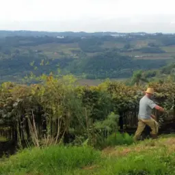 Entrega da declaração do ITR 2025 tem início nesta segunda-feira