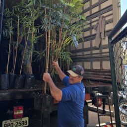 Município disponibiliza 2,1 mil mudas de árvores para a população