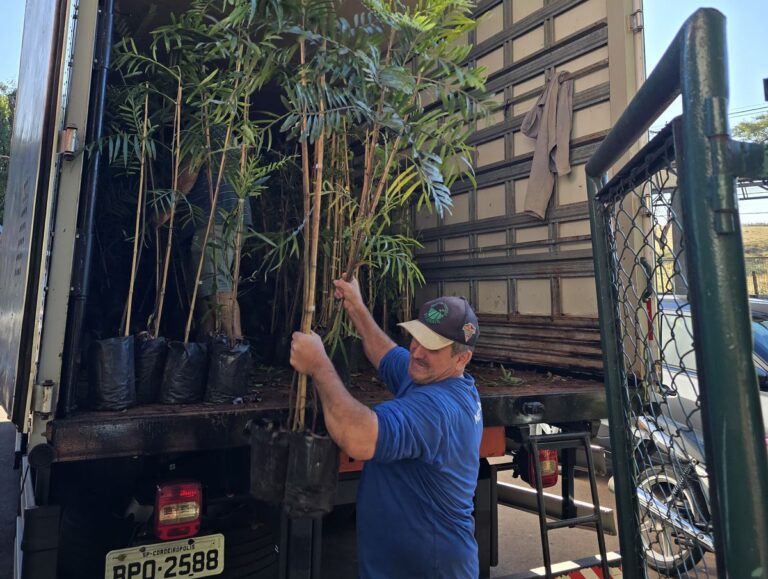 Município disponibiliza 2,1 mil mudas de árvores para a população