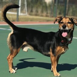 Prefeitura de Marília escolhe cão Pituco como mascote da causa animal