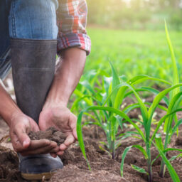 Produtores rurais têm até 31 de agosto para se inscrever no programa ALI Rural