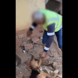 Homem é preso em flagrante após espancar cão com corrente no Santa Antonieta