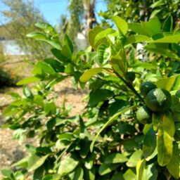 Nova lei estimula uso de quintais ociosos para produção de alimentos
