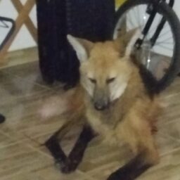 Bombeiros capturam lobo-guará em quarto de residência em Ocauçu