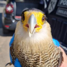 Homem é preso em flagrante por maus-tratos e mutilação de ave silvestre em Garça