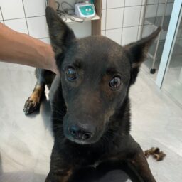 Cachorra vítima de zoofilia é resgatada; idoso de 88 anos é alvo da denúncia