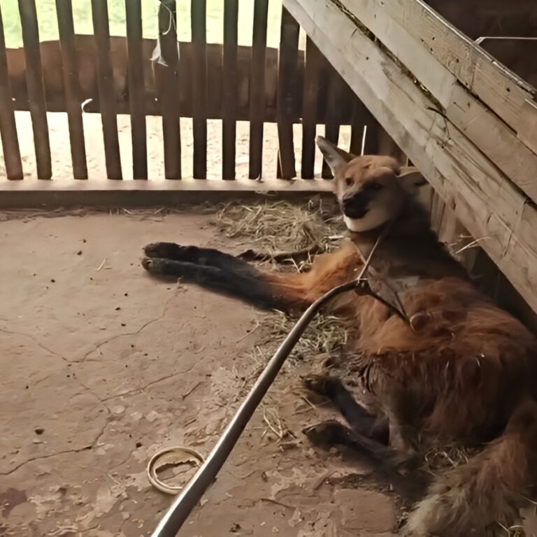 Lobo-guará ferida é resgatada pela segunda vez na região de Marília