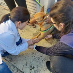 Saúde aplica 500 doses de vacina antirrábica neste sábado na USF Santa Antonieta II
