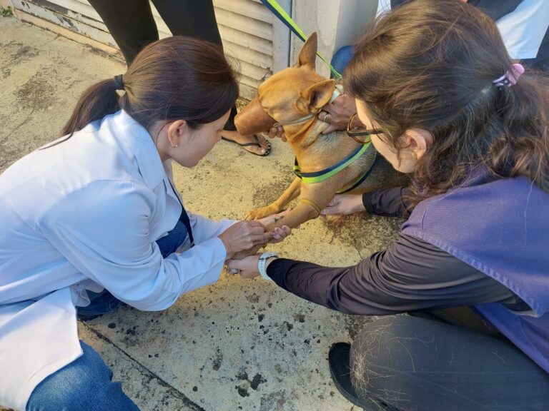Saúde aplica 500 doses de vacina antirrábica neste sábado na USF Santa Antonieta II