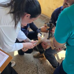 Vacinação antirrábica imuniza quase 400 animais na zona norte de Marília