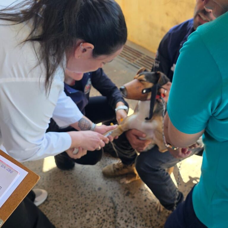 Vacinação antirrábica imuniza quase 400 animais na zona norte de Marília