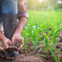 Sebrae seleciona nove expositores para 15ª Expo Paraguaçu 2025  