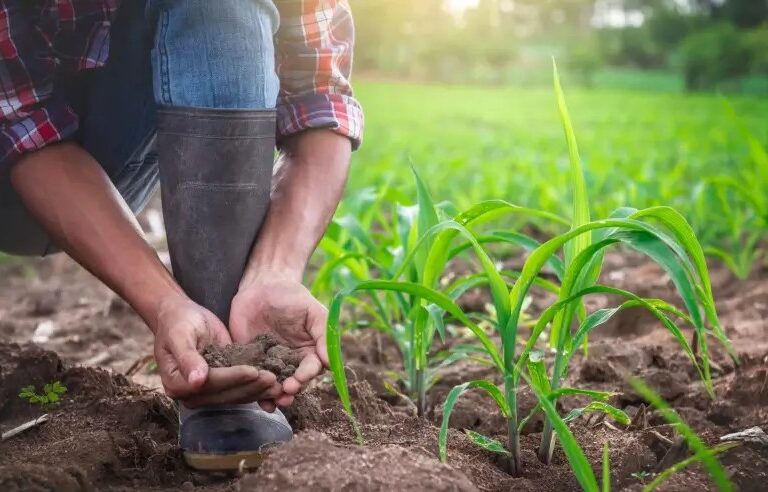 Sebrae seleciona nove expositores para 15ª Expo Paraguaçu 2025  