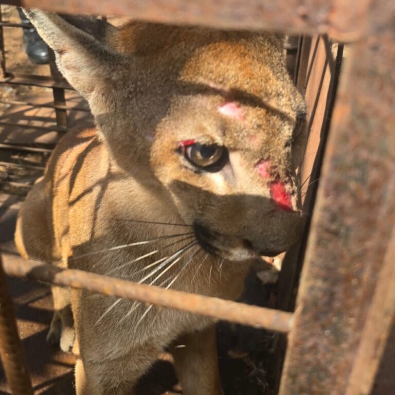 Onça é capturada em chácara de Pompeia após ataque a galinhas