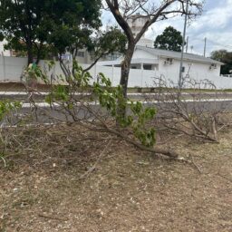 Prefeitura de Pompeia diz que podas na ferrovia são responsabilidade da Rumo