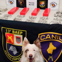 Operação com K9 na zona norte prende jovem e recolhe mais de cinco quilos de maconha