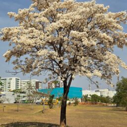 Florada dos ipês-brancos embeleza ruas de Marília