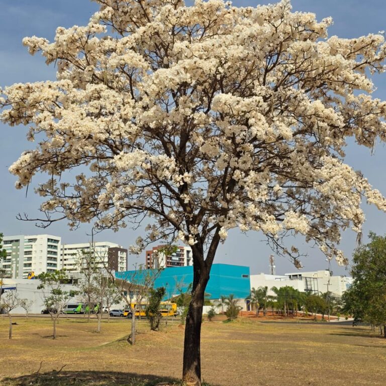 Florada dos ipês-brancos embeleza ruas de Marília