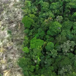 Em 40 anos, Amazônia perdeu área de vegetação do tamanho da França