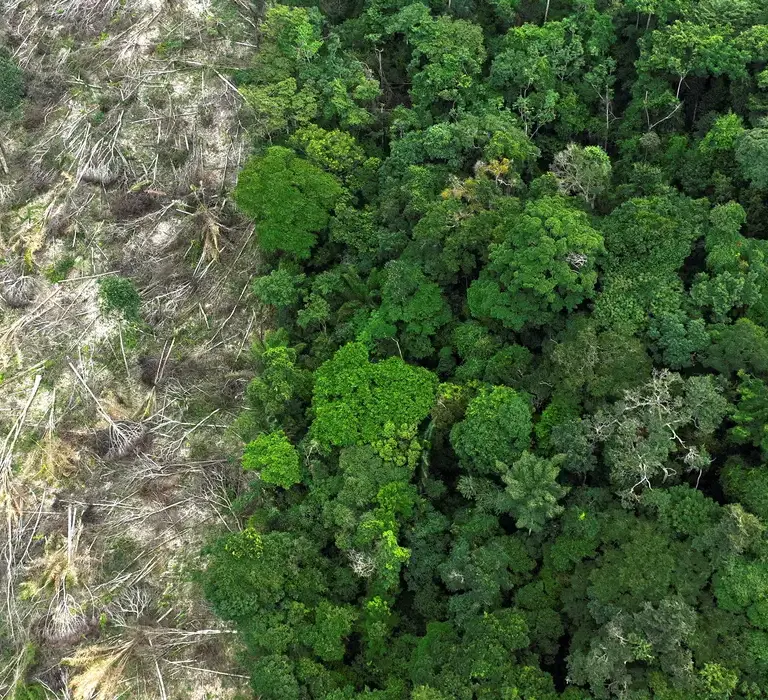 Em 40 anos, Amazônia perdeu área de vegetação do tamanho da França