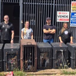 Prefeitura e Polícia Civil de Marília resgatam 18 cães em situação de abandono