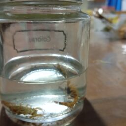 Acidentes com escorpiões aumentam 62% no ano em Marília