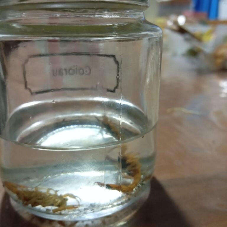 Acidentes com escorpiões aumentam 62% no ano em Marília