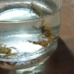 Marília registra 265 casos de acidentes com escorpiões e Saúde faz alerta