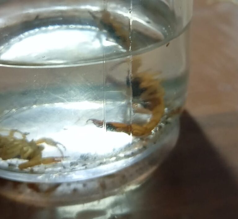 Marília registra 265 casos de acidentes com escorpiões e Saúde faz alerta