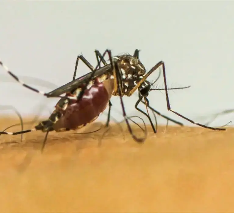 Infecções por Aedes aegypti elevam risco de complicações no parto