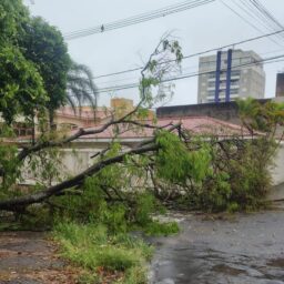 Chuva derruba árvores em diferentes regiões de Marília