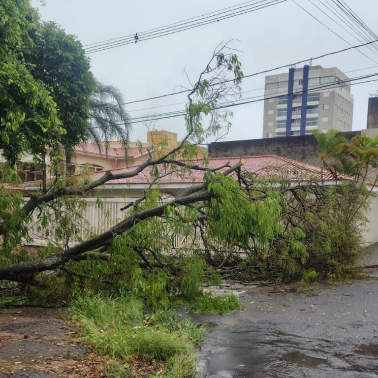 Chuva derruba árvores em diferentes regiões de Marília