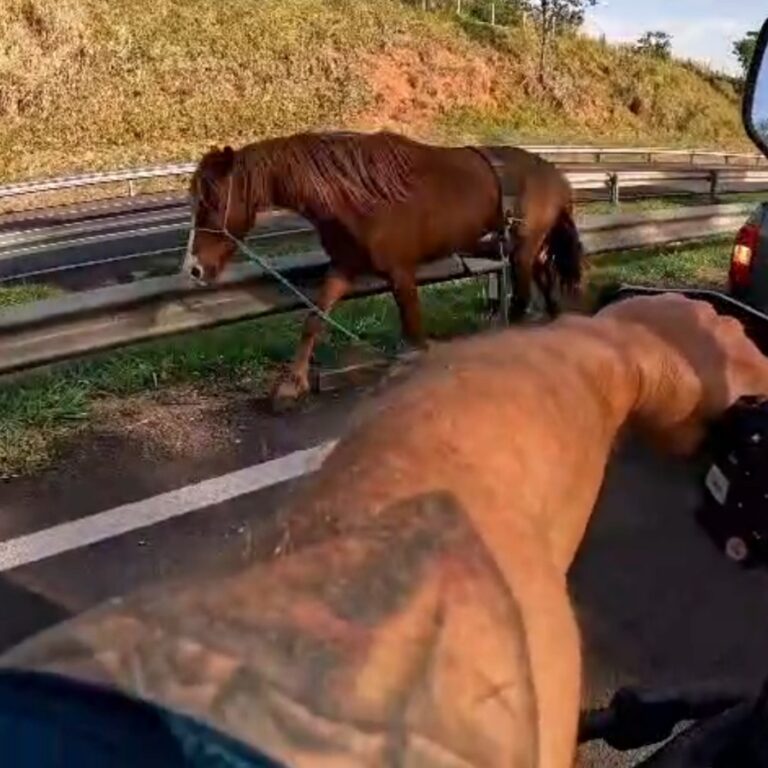 Cavalo solto na pista quase provoca acidente e acende alerta