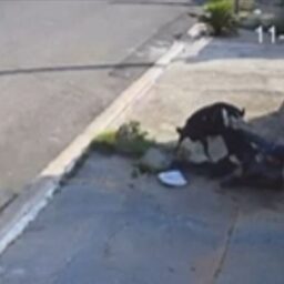 Entregador de panfletos é atacado por cachorros no Jardim Maracá