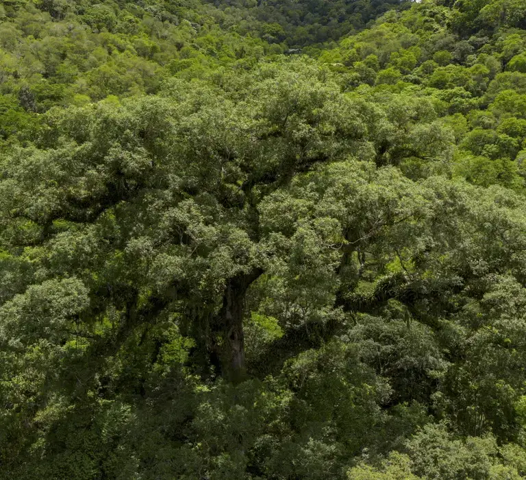 Mata Atlântica perde 2,4 milhões de hectares em 40 anos, diz MapBiomas