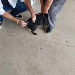 Marília realiza 9ª ação de vacinação antirrábica do ano neste sábado