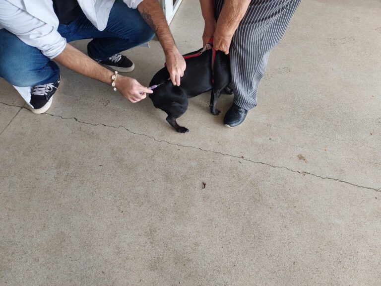 Marília realiza 9ª ação de vacinação antirrábica do ano neste sábado