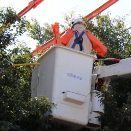 Prefeitura propõe convênio com a CPFL para arborização segura