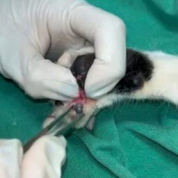 Animal é atingido por chumbinho em condomínio de luxo na zona leste