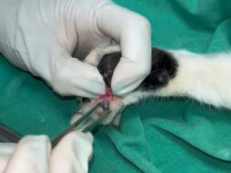 Animal é atingido por chumbinho em condomínio de luxo na zona leste