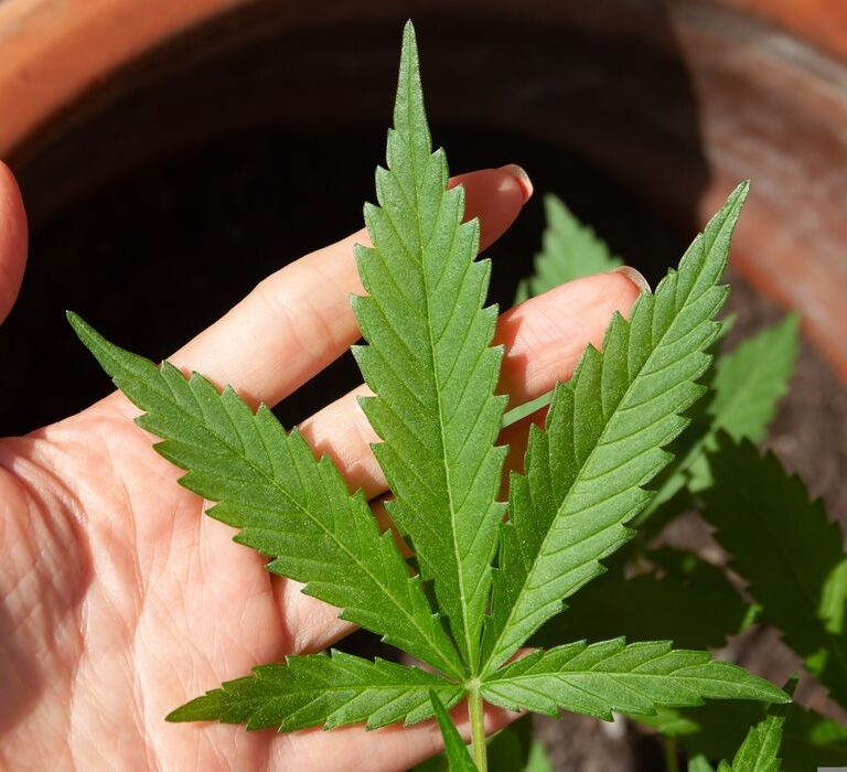 STJ adia prazo para regulamentação do plantio de cannabis medicinal