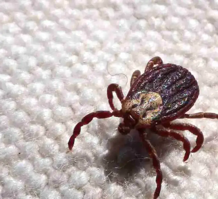 Febre maculosa causa mais duas mortes em Leme, interior de São Paulo