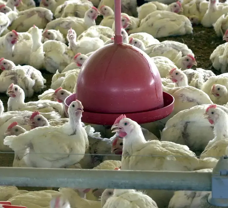 China suspende proibição de compra de carne de frango do Brasil