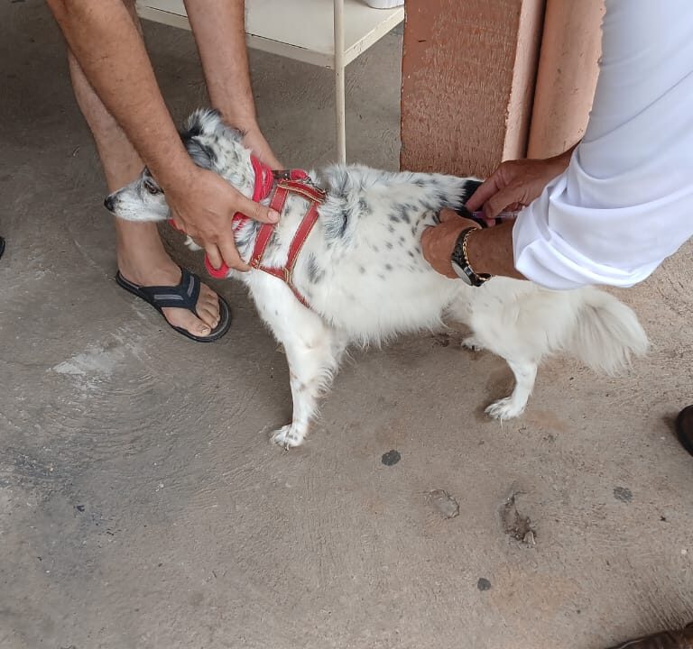 Marília vacina quase 100 animais em nova etapa da campanha antirrábica