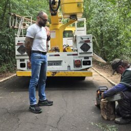 Bosque passa por intervenção para evitar acidentes e reforçar conservação