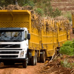 Tribunal mantém lei que proíbe o tráfego de caminhões canavieiros