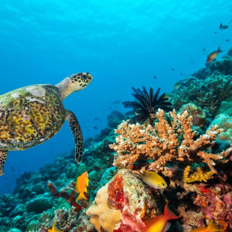 El Niño afeta ecossistema marinho no Oceano Atlântico, diz estudo